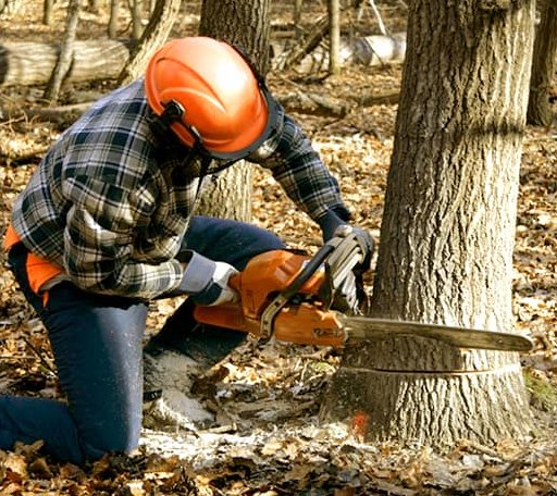 Tree Removal in South Woodstock, VT